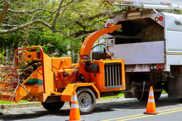 Best Tree Mulching  in Alameda, CA